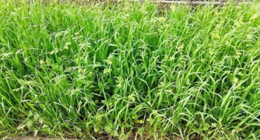 Jak využít ječmen jako zelené hnojení?